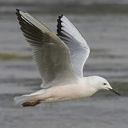 Slender-billed Gull