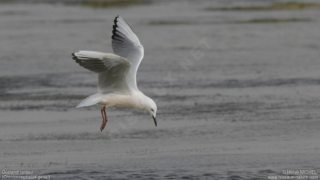 Slender-billed Gulladult breeding