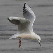 Slender-billed Gull