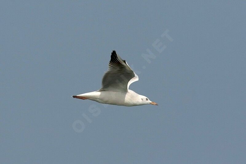 Slender-billed Gullsubadult, Flight