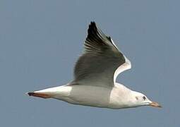 Slender-billed Gull