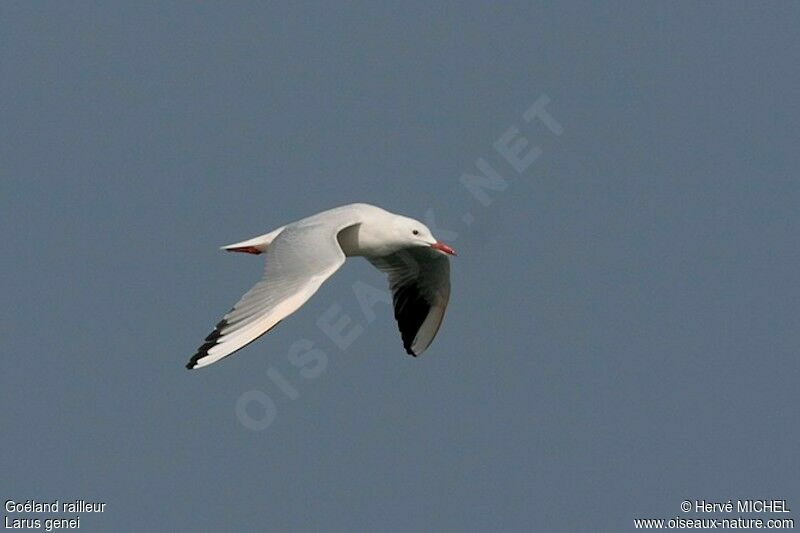 Slender-billed Gulladult breeding, Flight