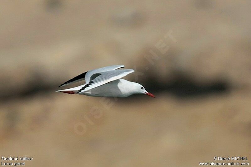 Slender-billed Gulladult breeding, Flight