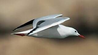 Slender-billed Gull