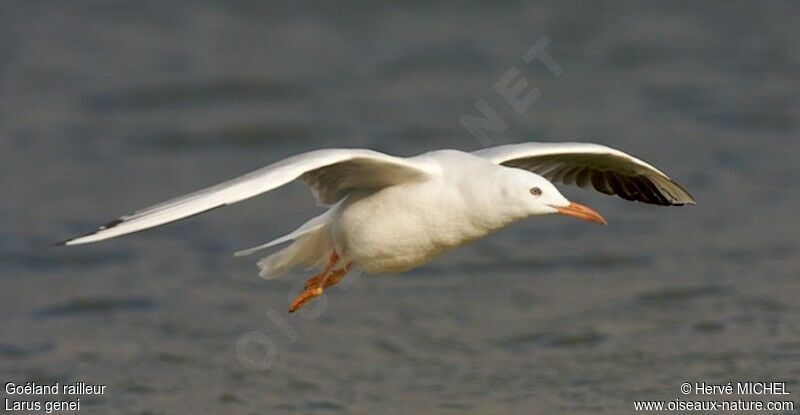 Slender-billed Gullsubadult, Flight