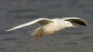 Slender-billed Gull