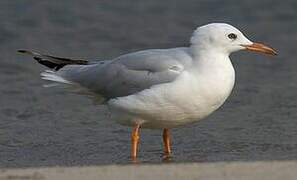 Slender-billed Gull