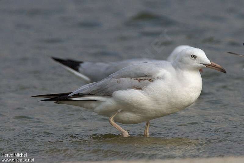 Slender-billed GullSecond year, close-up portrait