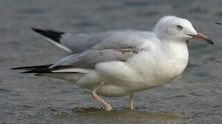 Slender-billed Gull