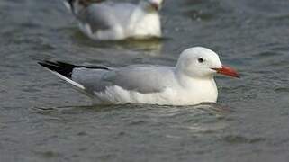 Slender-billed Gull