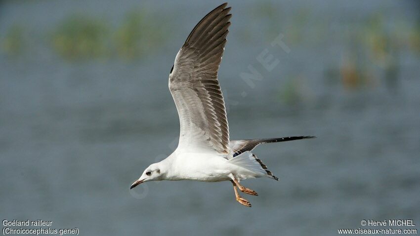 Slender-billed Gullimmature