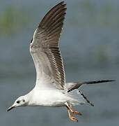 Slender-billed Gull