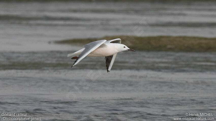 Slender-billed Gulladult