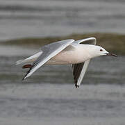 Slender-billed Gull