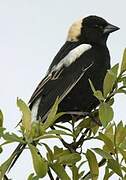 Bobolink