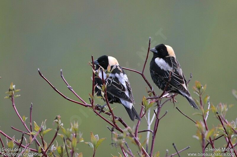 Bobolink male adult breeding