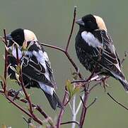 Bobolink