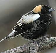 Bobolink