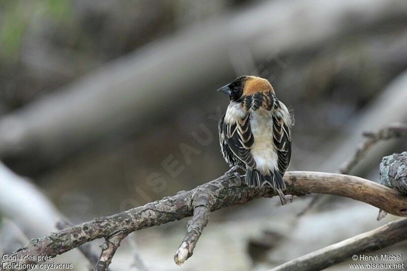 Bobolink male immature