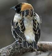 Bobolink