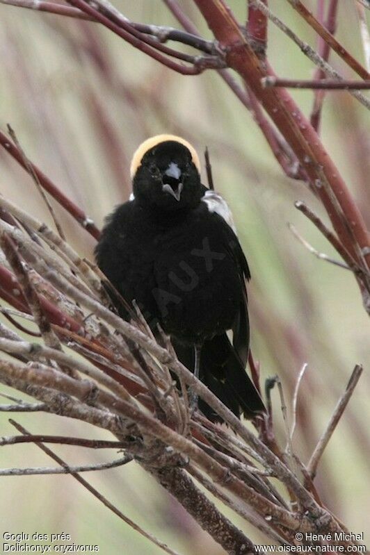 Bobolink male adult breeding