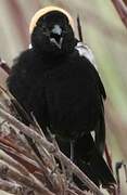 Bobolink