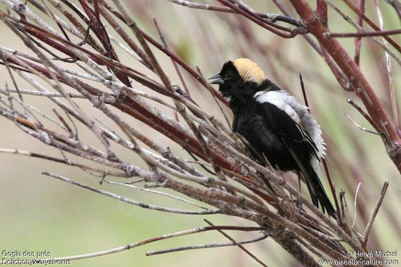 Bobolink male adult breeding