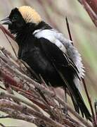 Bobolink