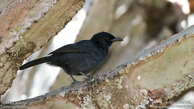 Slate-colored Boubou