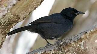 Slate-colored Boubou