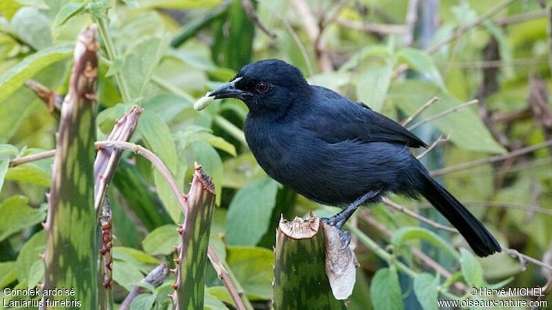 Slate-colored Boubou