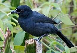 Slate-colored Boubou