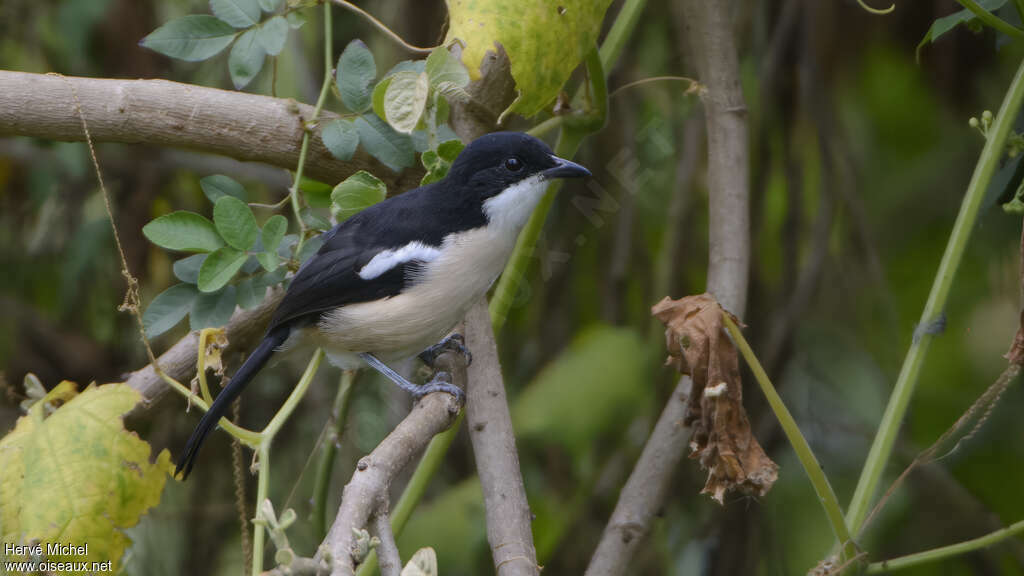 Ethiopian Boubouadult, identification