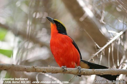 Yellow-crowned Gonolek