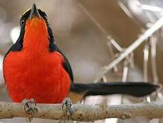 Yellow-crowned Gonolek