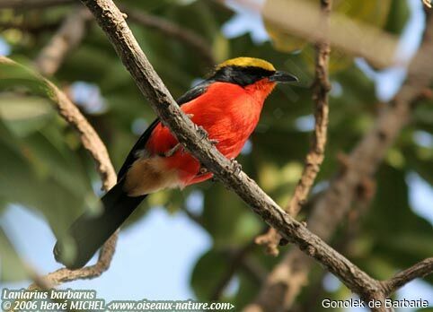 Yellow-crowned Gonolek