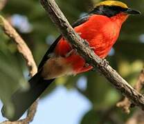 Yellow-crowned Gonolek