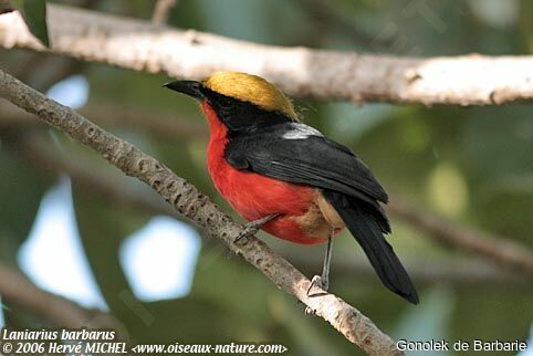 Yellow-crowned Gonolek