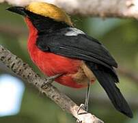 Yellow-crowned Gonolek