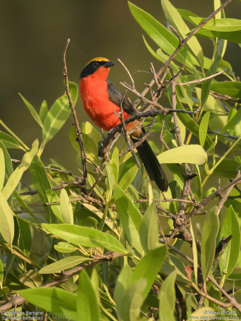 Yellow-crowned Gonolek