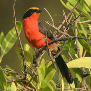 Yellow-crowned Gonolek