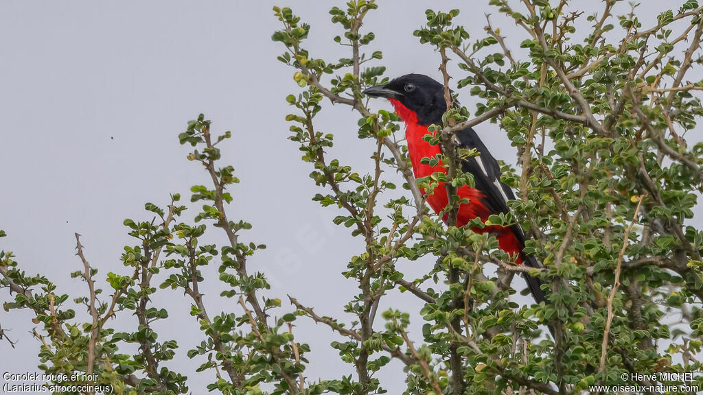 Gonolek rouge et noiradulte