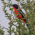 Gonolek rouge et noir