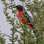 Gonolek rouge et noir