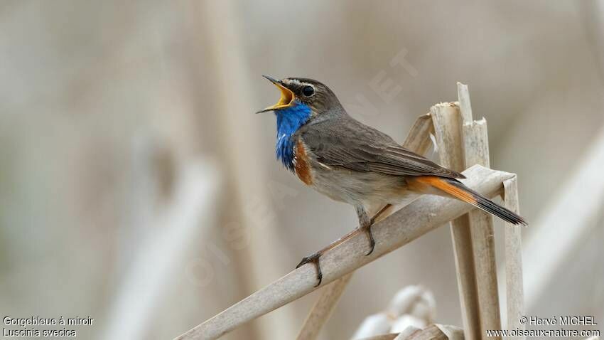 Bluethroat male adult breeding