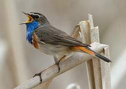 Bluethroat