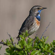 Bluethroat