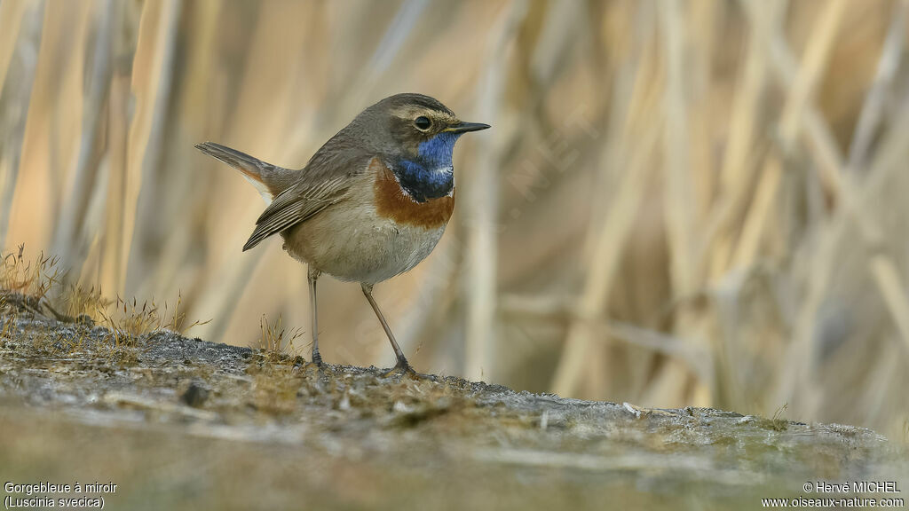 Bluethroat male adult breeding