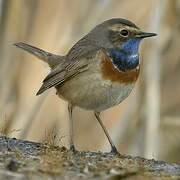 Bluethroat