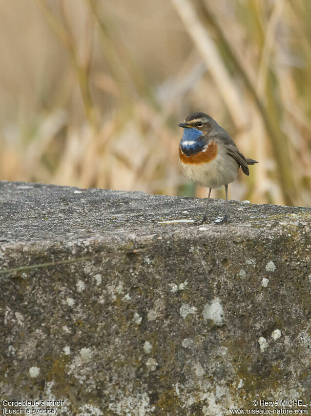 Bluethroat male adult breeding